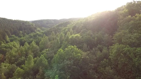 Aerial shot: flight over forest at sunset. Stock Footage 76574039