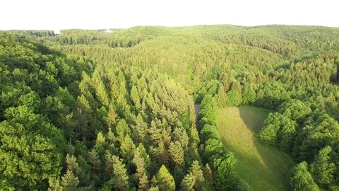 Aerial shot: flight over forest at sunset. Stock Footage 76574103