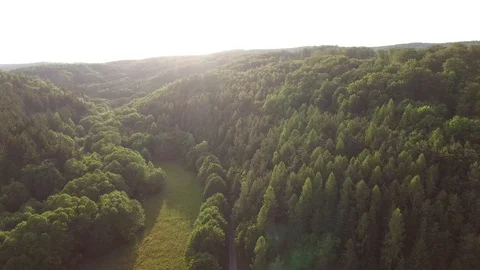Aerial shot: flight over forest at sunset. Stock Footage 76574122