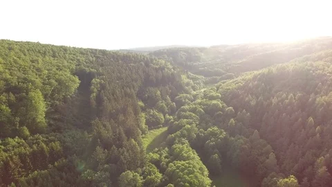 Aerial shot: flight over forest at sunset. Stock Footage 76574238