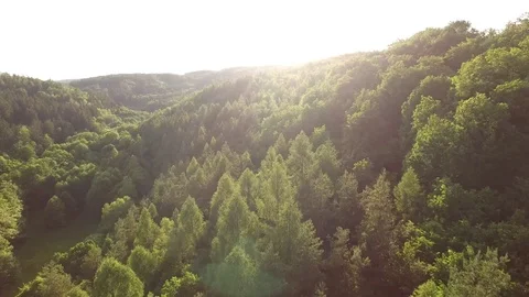 Aerial shot: flight over forest at sunset. Stock Footage 76574473