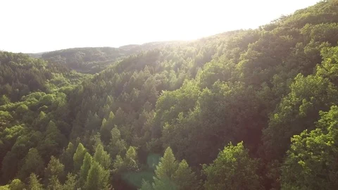 Aerial shot: flight over forest at sunset. Stock Footage 76574564