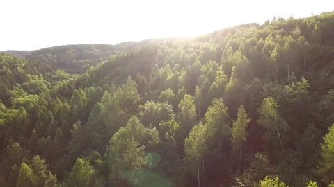 Aerial shot: flight over forest at sunset. Stock Footage 76574571