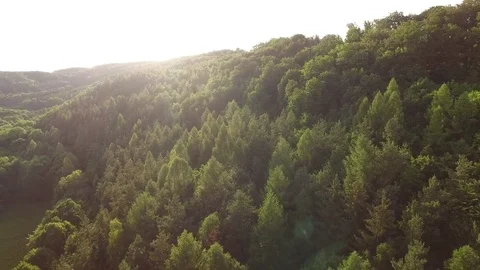 Aerial shot: flight over forest at sunset. Stock Footage 76574704