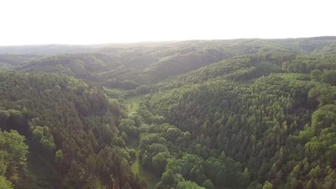 Aerial shot: flight over forest at sunset. Stock Footage 76574853