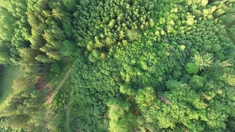 Aerial shot: flight over forest at sunset. Stock Footage 76574902