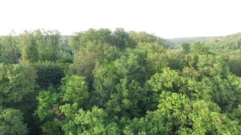 Aerial shot: flight over forest at sunset. Stock Footage 76575140