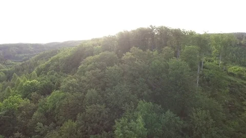 Aerial shot: flight over forest at sunset. Stock Footage 76575227