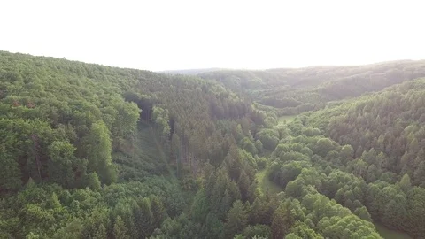Aerial shot: flight over forest at sunset. Stock Footage 76577022