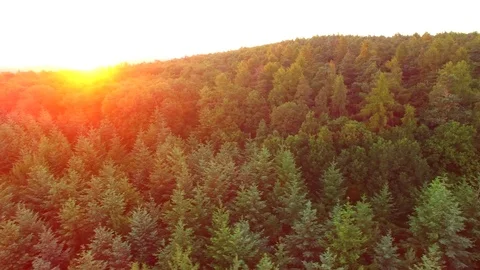 Aerial shot: flight over forest at sunset. Stock Footage 76814548