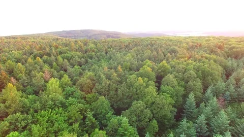 Aerial shot: flight over forest at sunset. Stock Footage 76814564