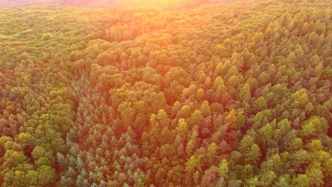 Aerial shot: flight over forest at sunset. Stock Footage 76814634