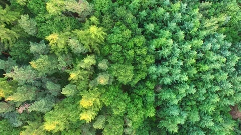 Aerial shot: flight over forest at sunset. Stock Footage 76814641