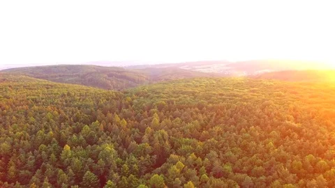 Aerial shot: flight over forest at sunset. Stock Footage 76814675