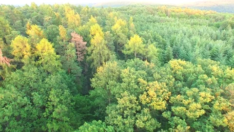 Aerial shot: flight over forest at sunset. Stock Footage 76814740