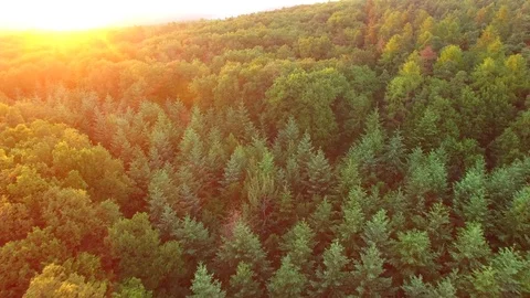 Aerial shot: flight over forest at sunset. Stock Footage 76814764