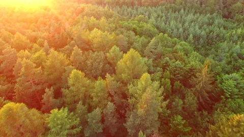 Aerial shot: flight over forest at sunset. Stock Footage 76814835