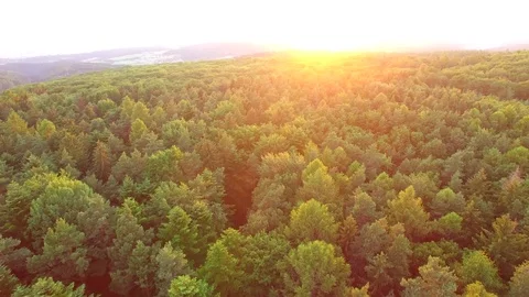 Aerial shot: flight over forest at sunset. Stock Footage 76814842