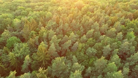 Aerial shot: flight over forest at sunset. Stock Footage 76814903