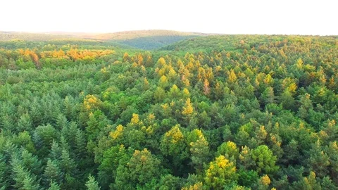 Aerial shot: flight over forest at sunset. Stock Footage 76814928