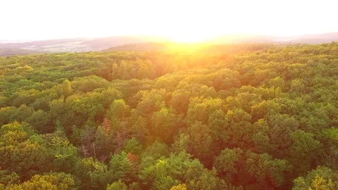 Aerial shot: flight over forest at sunset. Stock Footage 76814977