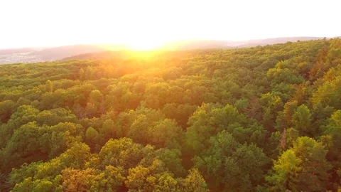 Aerial shot: flight over forest at sunset. Stock Footage 76815053