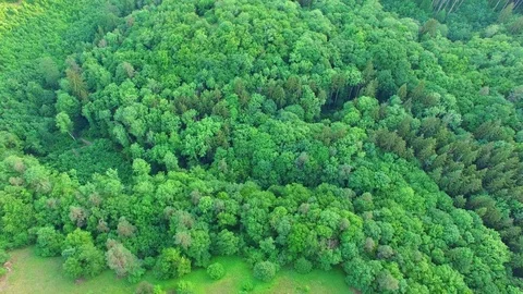 Aerial shot: flight over forest at sunset. Stock Footage 76815149