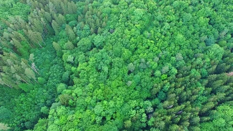 Aerial shot: flight over forest at sunset. Stock Footage 76815249
