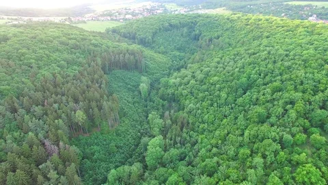 Aerial shot: flight over forest at sunset. Stock Footage 76815302