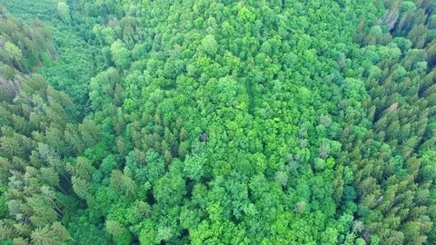 Aerial shot: flight over forest at sunset. Stock Footage 76815326