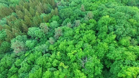 Aerial shot: flight over forest at sunset. Stock Footage 76815488