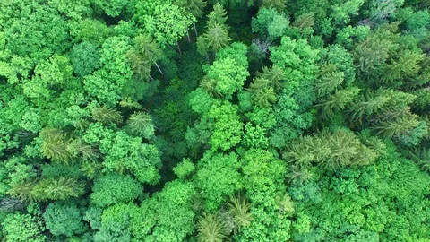 Aerial shot: flight over forest at sunset. Stock Footage 76815519
