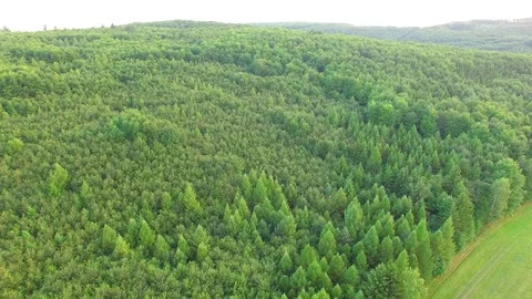 Aerial shot: flight over forest at sunset. Stock Footage 78500581