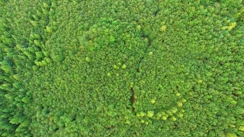 Aerial shot: flight over forest at sunset. Stock Footage 78500975