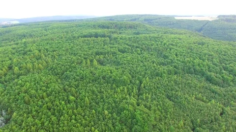 Aerial shot: flight over forest at sunset. Stock Footage 78501875
