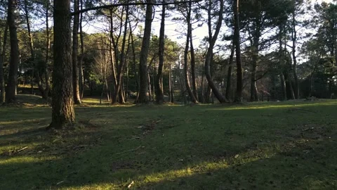 Aerial shot  fliying between trees with pinecones on the grass Stock Footage 235349986