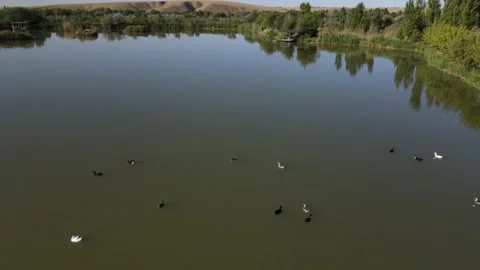 Aerial shot of floating ducks. Ducks swim in the lake. Shooting ducks Stock Footage 231758023