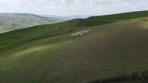 Aerial shot flock of sheep Stock Footage