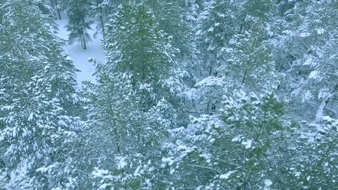 Aerial shot of fluffy coniferous evergreen trees in the snow, Russian winter Stock Footage 73718853
