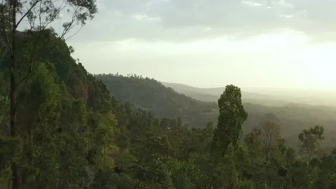 Aerial shot flying between the trees of a plantation at sunset, in Ethiopia Stock Footage 200238164
