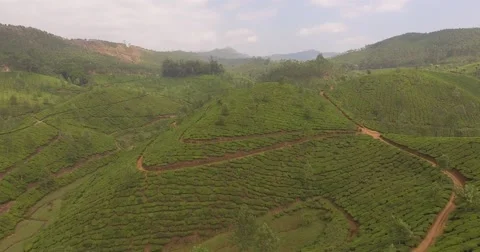 Aerial shot, flying down to touch lush tea plantation in Munnar, India Stock Footage 61550979
