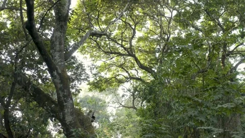 Aerial shot flying in the forest between big trees, in Ethiopia Stock Footage 200232350