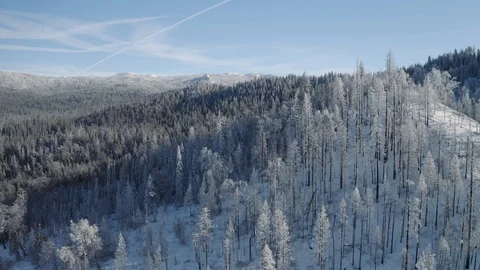 Aerial shot flying forward over snowy forest with hills. Flies by snowy trees. Video stock 103065778