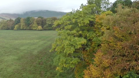 Aerial shot flying through tree's in the Scottish Borders Stock Footage