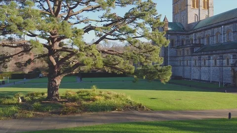 Aerial shot flying under a tree Video stock 122216053