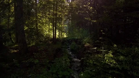 Aerial shot flythrough forest with sunlight Stock Footage 77061318