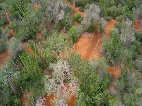 Aerial shot following two hikers through the Spiny Forest, Madagascar Stock Footage