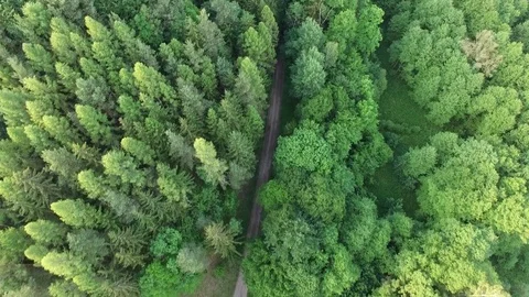 Aerial shot of footpath through forest Stock Footage 76575431