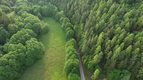 Aerial shot of footpath through forest Stock Footage 76576113