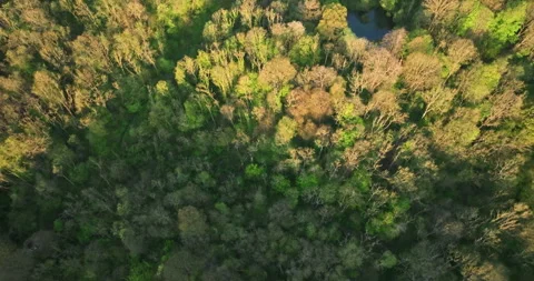 Aerial shot of forest from above Stock Footage 334190993